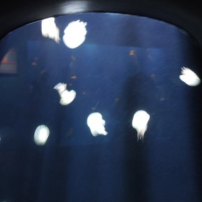 In which I FINALLY visit the Georgia&nbsp;Aquarium